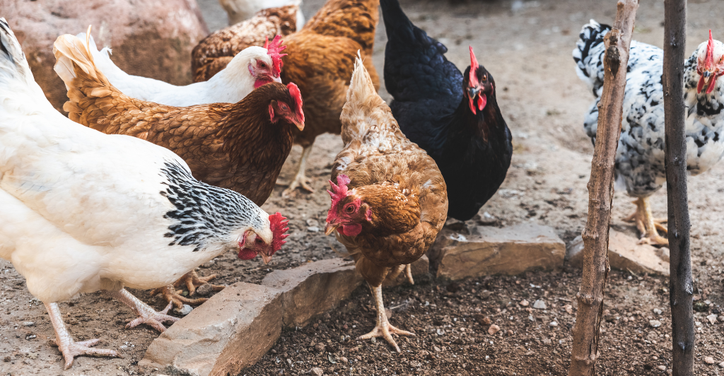 Chicken breeds for the backyard