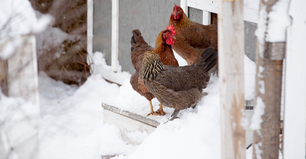 Seasonal Care for Backyard Chickens