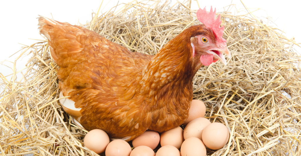 The Eggstravaganza