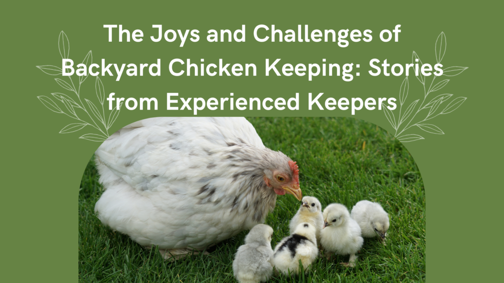 The Joys and Challenges of Backyard Chicken Keeping: Stories from Experienced Keepers