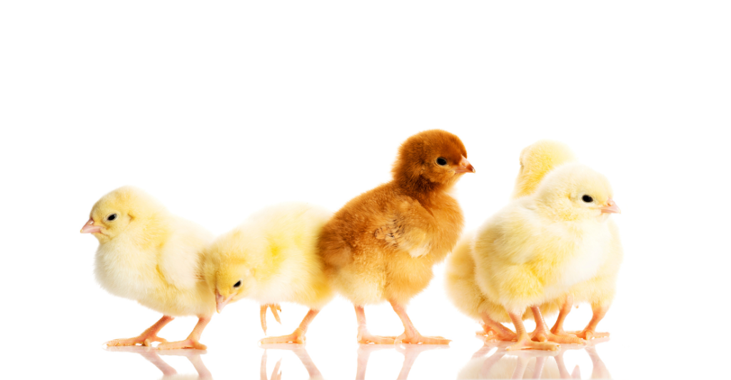 The Joys and Challenges of Backyard Chicken Keeping: Stories from Experienced Keepers