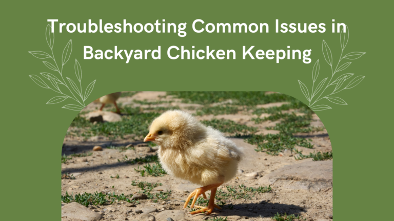 Troubleshooting Common Issues in Backyard Chicken Keeping