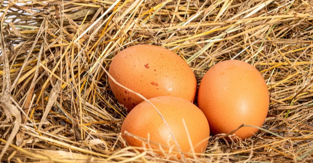 Troubleshooting Common Issues in Backyard Chicken Keeping