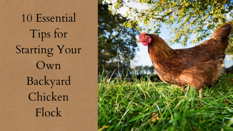 10 Essential Tips for Starting Your Own Backyard Chicken Flock