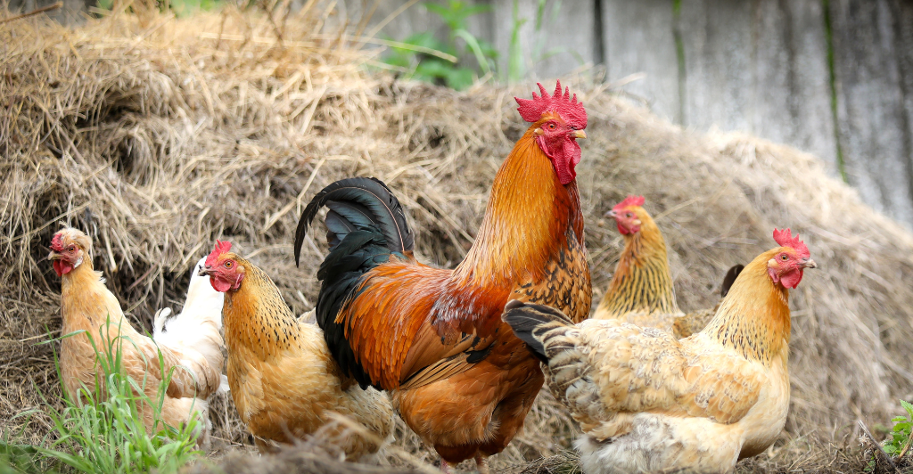 10 Essential Tips for Starting Your Own Backyard Chicken Flock