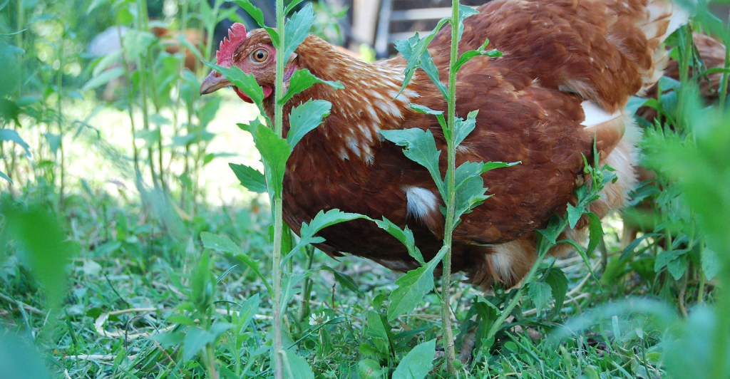 Enhancing Your Garden's Ecosystem